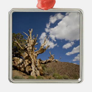 Bristlecone-tall i Ancient Bristlecone Forest, Julgransprydnad Metall