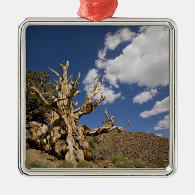 Bristlecone-tall i Ancient Bristlecone Forest, Julgransprydnad Metall (Framsidan)