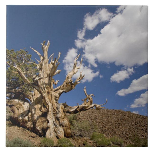 Bristlecone-tall i Ancient Bristlecone Forest, Kakelplatta (Framsidan)