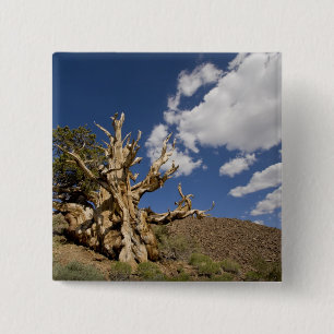 Bristlecone-tall i Ancient Bristlecone Forest, Knapp
