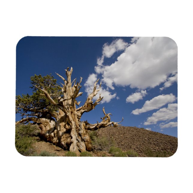 Bristlecone-tall i Ancient Bristlecone Forest, Magnet (Horisontell)