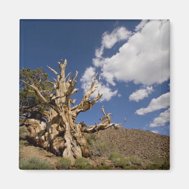 Bristlecone-tall i Ancient Bristlecone Forest, Magnet (Framsidan)