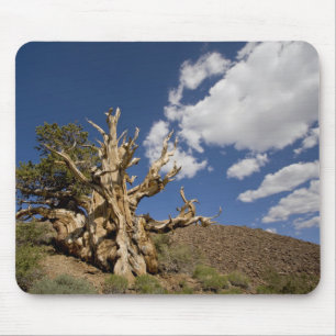 Bristlecone-tall i Ancient Bristlecone Forest, Musmatta
