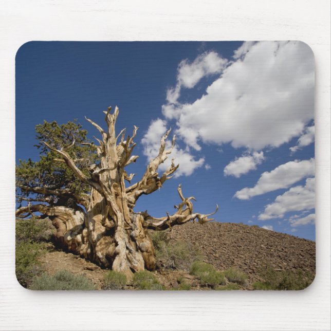 Bristlecone-tall i Ancient Bristlecone Forest, Musmatta (Framsidan)