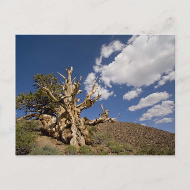 Bristlecone-tall i Ancient Bristlecone Forest, Vykort (Framsida)