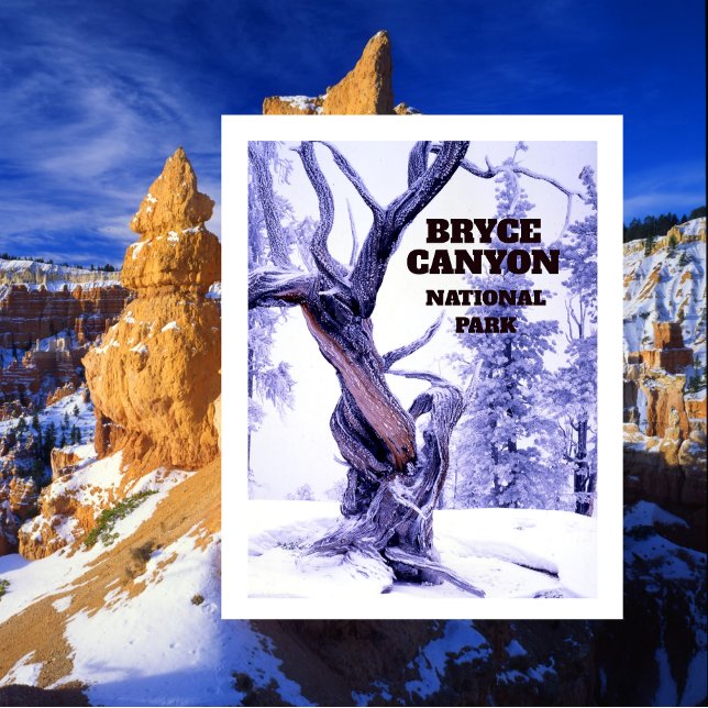 Bristlecone-Tall i vinter snö Bryce Canyon Vykort (Skapare uppladdad)