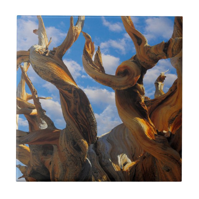 Bristlecone-Tall Kakelplatta (Framsidan)