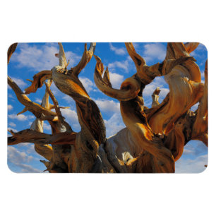 Bristlecone-Tall Magnet