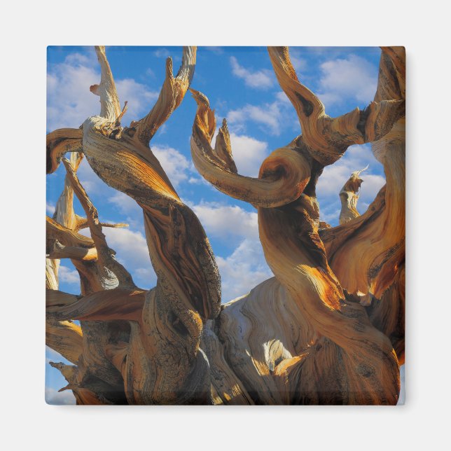 Bristlecone-Tall Magnet (Framsidan)