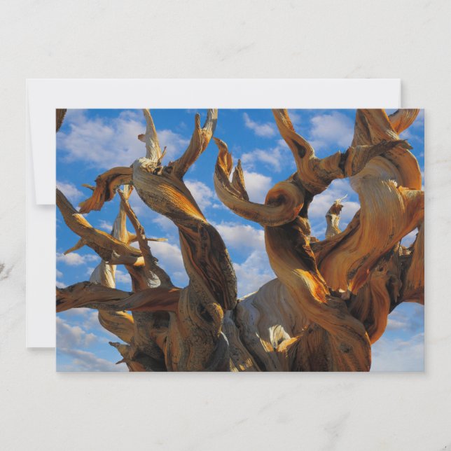 Bristlecone-Tall Tack Kort (Framsida)