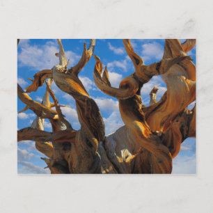 Bristlecone-Tall Vykort