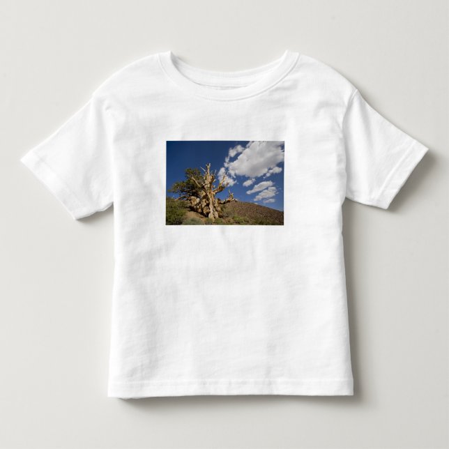 Bristleconetall i Ancient Bristlecone Forest, Tee (Framsida)