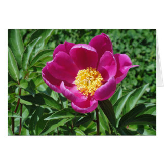 Bristol blom hälsningskort