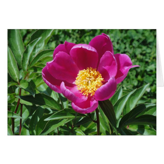 Bristol blom hälsningskort (Framsidan Horizontal)