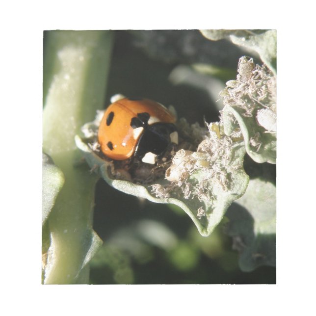 British 7 Spot Ladybug Anteckningsblock (Framsida)