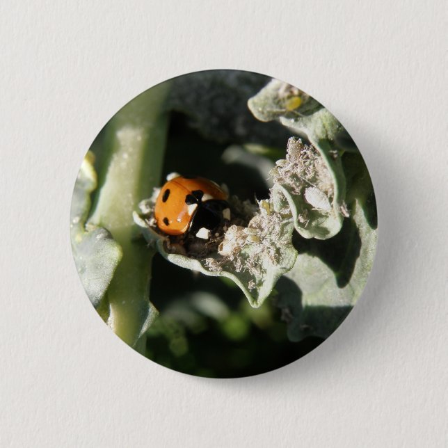 British 7 Spot Ladybug Button Knapp (Framsida)