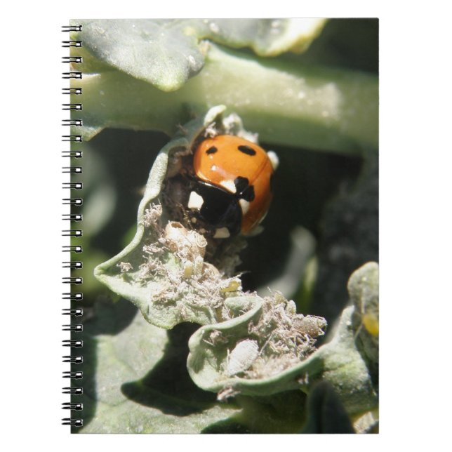 British 7 Spot Ladybug Notebook Anteckningsbok (Framsidan)
