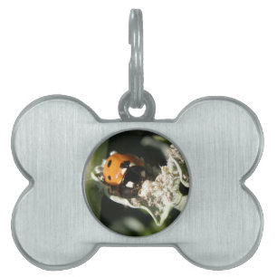 British 7 Spot Ladybug Pet Tag Namnbricka Husdjur