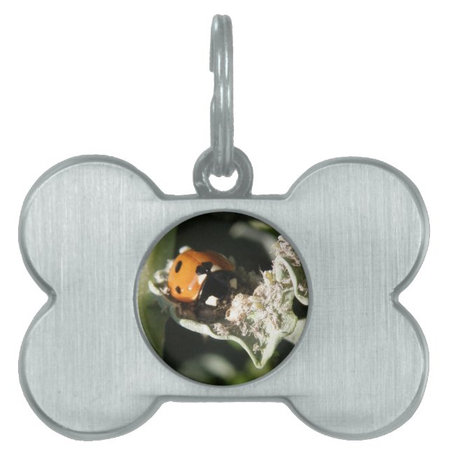 British 7 Spot Ladybug Pet Tag Namnbricka Husdjur (Framsidan)