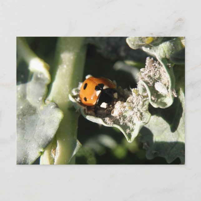 British 7 Spot ladybug Postcard Vykort (Framsida)