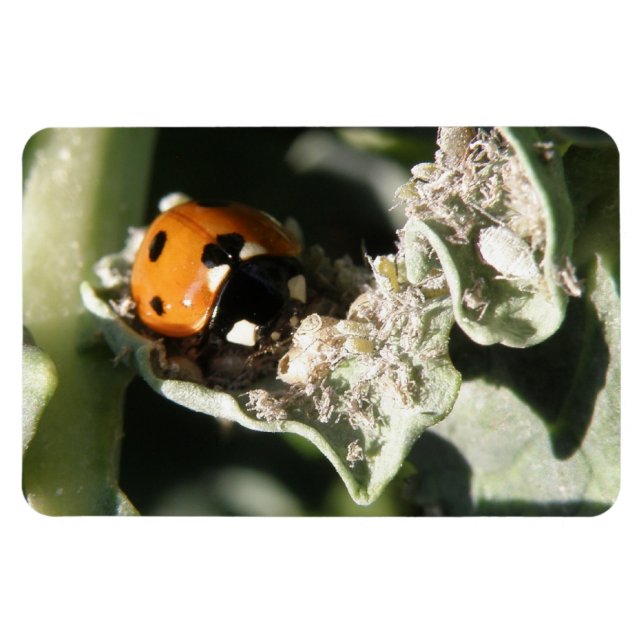 British 7 Spot Ladybug Premium Magnet (Horisontell)