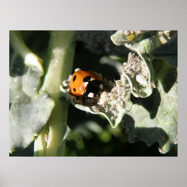 British 7 Spot Ladybug Skriv ut Poster (Framsidan)