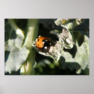 British 7 Spot Ladybug Skriv ut Poster