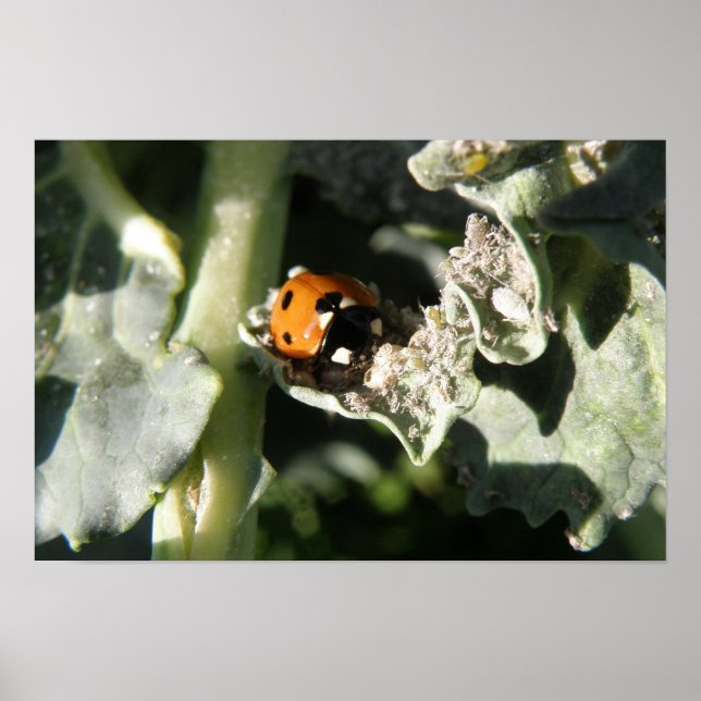 British 7 Spot Ladybug Skriv ut Poster (Framsidan)