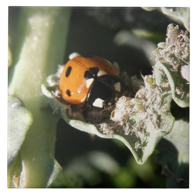 British 7 Spot Ladybug Tile Kakelplatta (Framsidan)