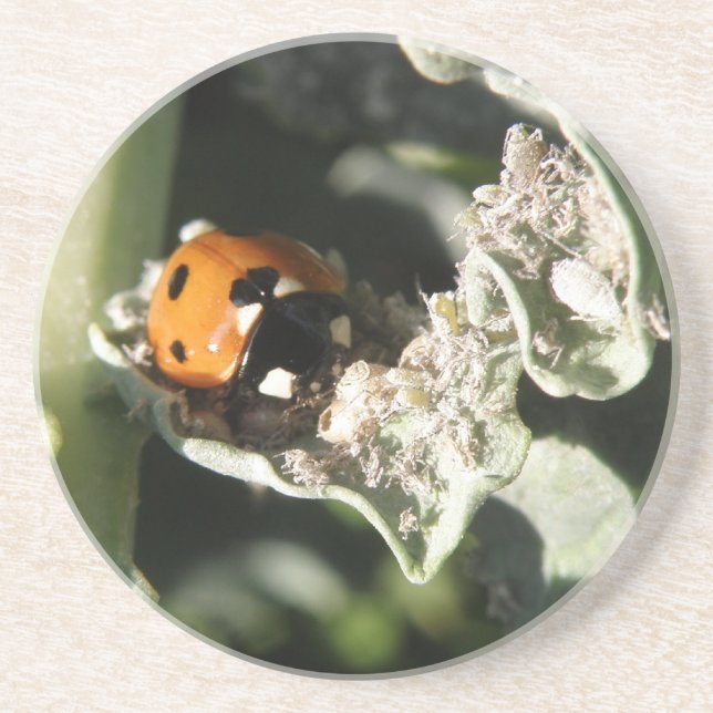 British 7 Spot Ladybug Underlägg Sandsten (Framsidan)