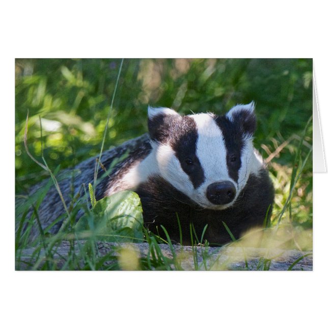 British Badger Card Hälsningskort (Framsidan Horizontal)