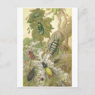 British Beetles Vykort