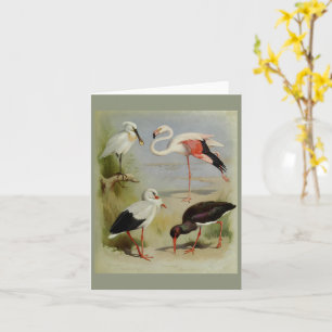 British Birds, Art Illustrations Kort