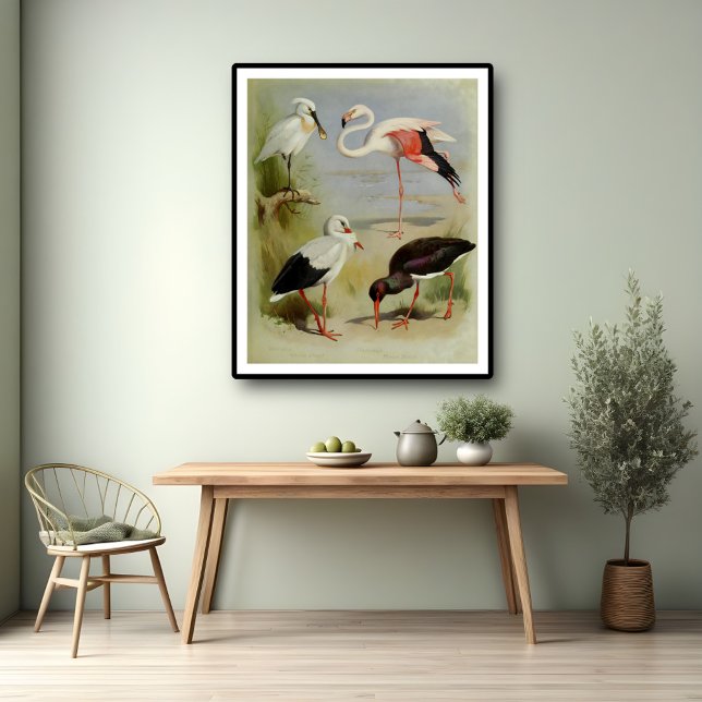 British Birds, Art Illustrations Poster (Skapare uppladdad)