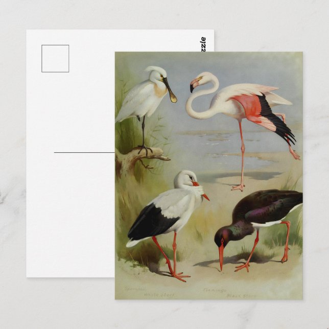British Birds, Art Illustrations Vykort (Fram/baksida)