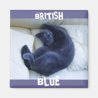 BRITISH BLUE CAT MAGNET
