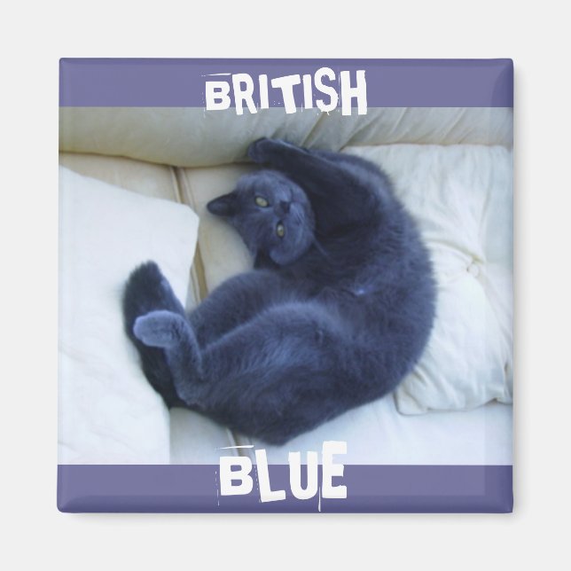 BRITISH BLUE CAT MAGNET (Framsidan)