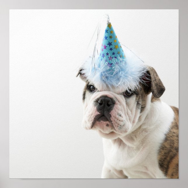 British Bulldog Puppy Wearing A Party Hat Poster (Framsidan)