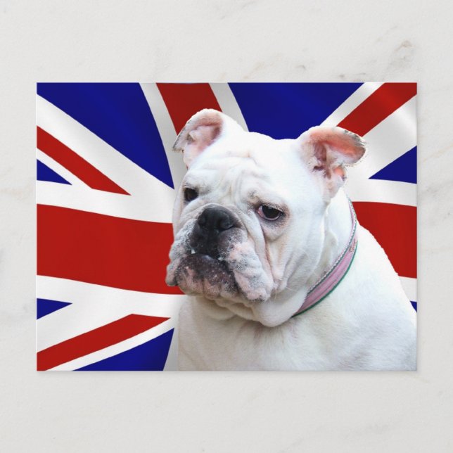 British Bulldog Vykort (Framsida)