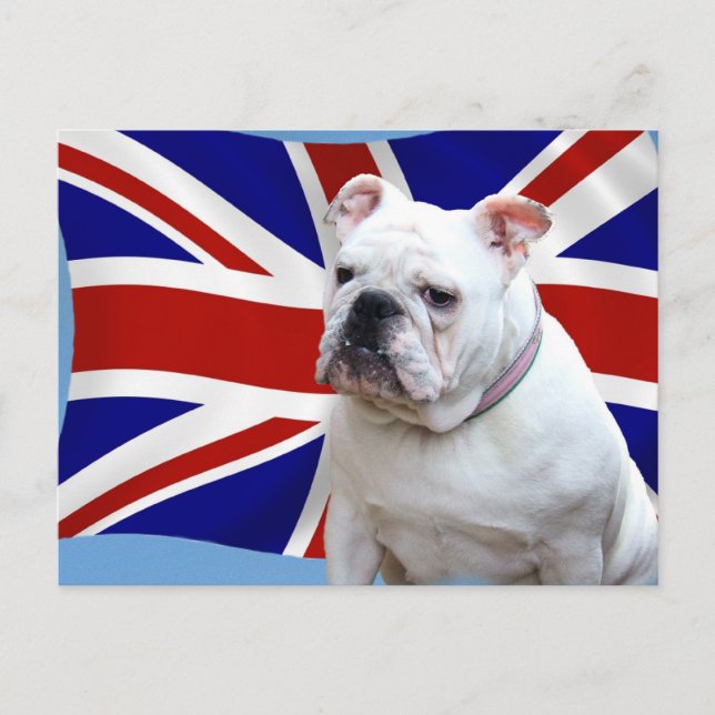 British Bulldog Vykort (Framsida)