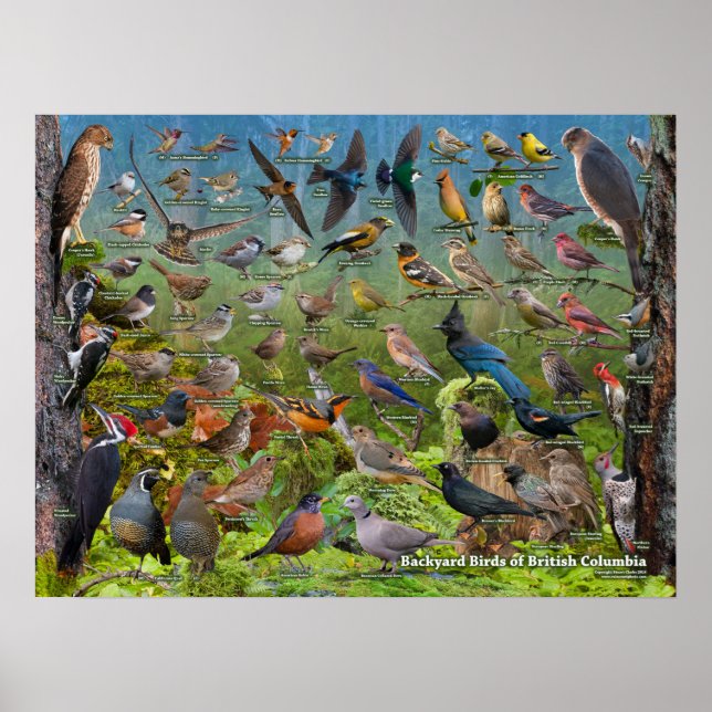 British Columbia Birds Poster (Framsidan)