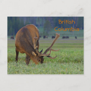 British Columbia elk vycard Vykort