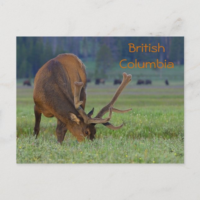 British Columbia elk vycard Vykort (Framsida)