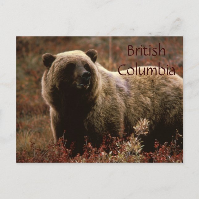 British Columbia grizzanes vycard Vykort (Framsida)