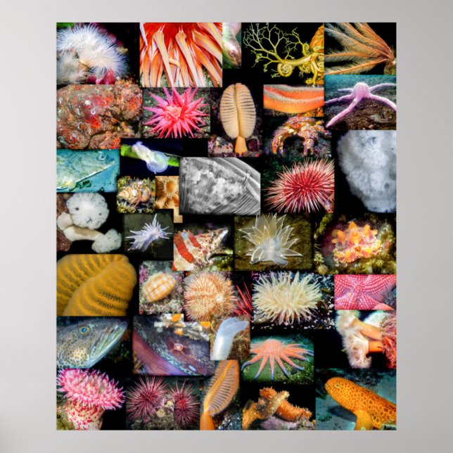 British Columbia Marine Life Collage Poster (Framsidan)