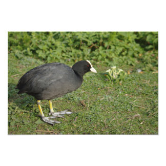British Coot Fototryck