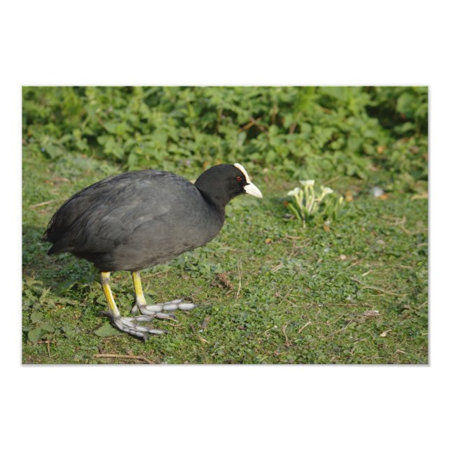 British Coot Fototryck (Framsidan)