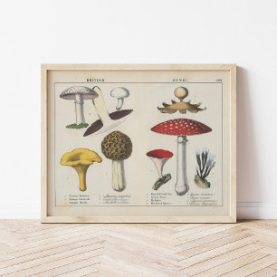 British Fungi Charlotte Mary Yonge Poster