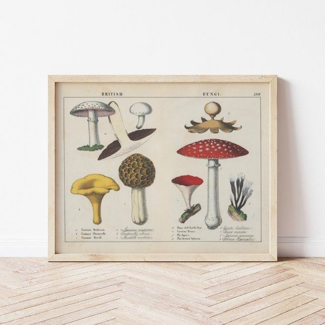 British Fungi | Charlotte Mary Yonge Poster (Skapare uppladdad)