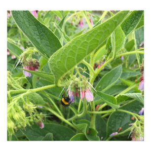 British Humla om Vild Common Comfrey Fototryck